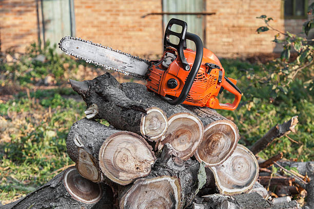 Best Tree Care Services  in USA